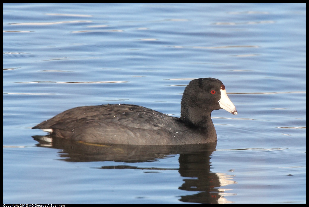 0226-083713-03.jpg - American Coot