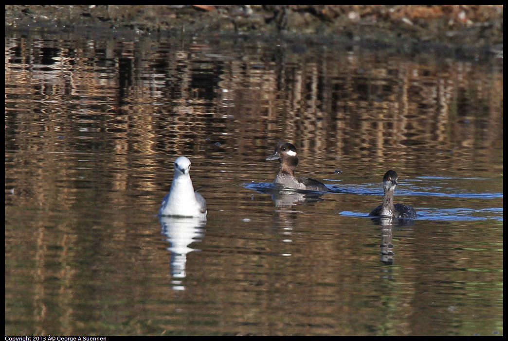 0226-083819-01.jpg - Bonaparte's Gull, Bufflehead, and Eared Grebe