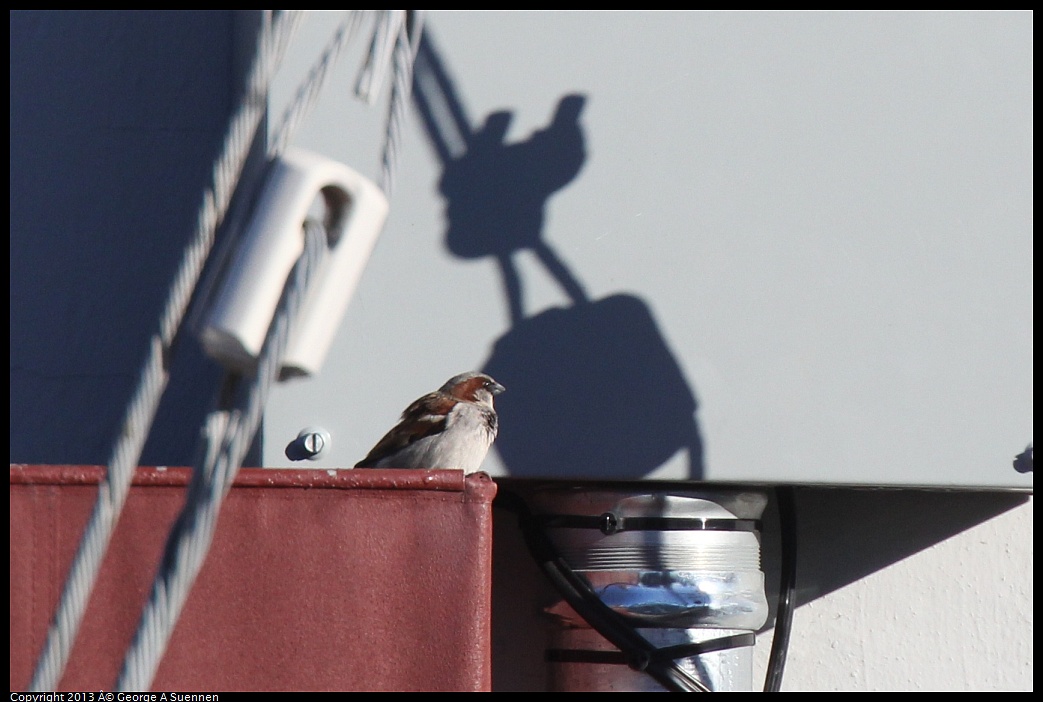 0226-083843-03.jpg - House Sparrow