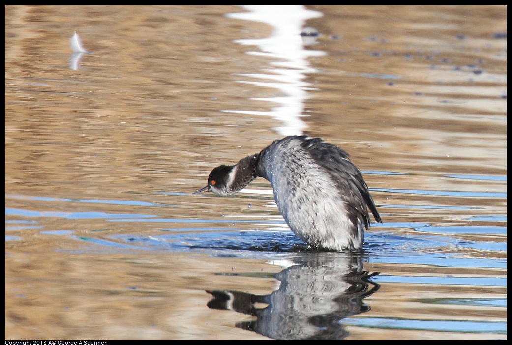 0226-083858-02.jpg - Eared Grebe