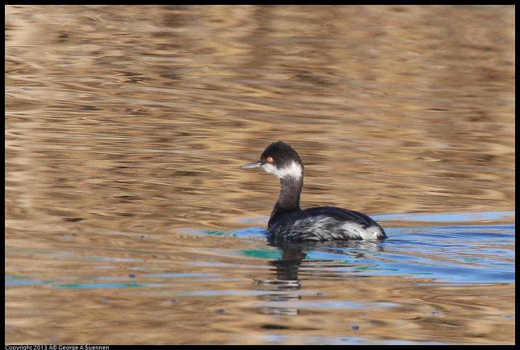 0226-083900-04.jpg - Eared Grebe