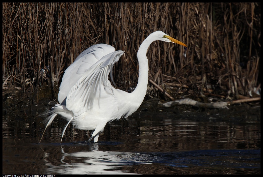 0226-083906-01.jpg - Great Egret