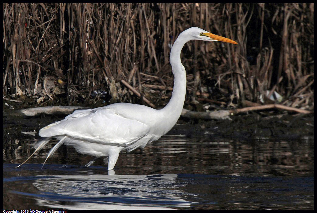 0226-083906-04.jpg - Great Egret