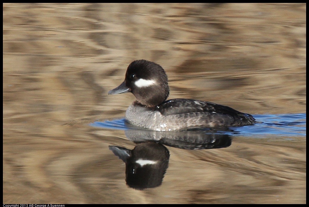 0226-083932-03.jpg - Bufflehead