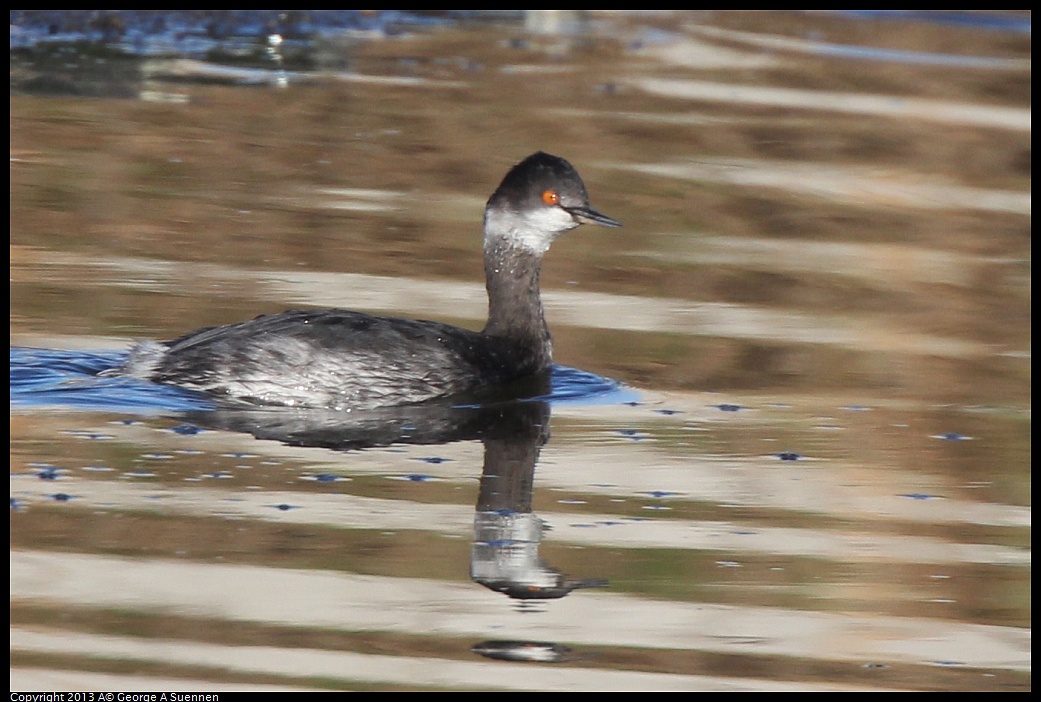 0226-083945-01.jpg - Eared Grebe