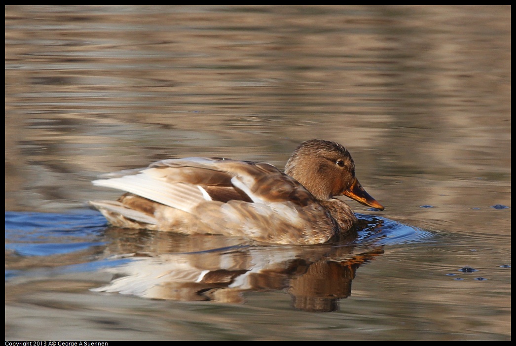 0226-083950-02.jpg - Mallard (Hybrid?)