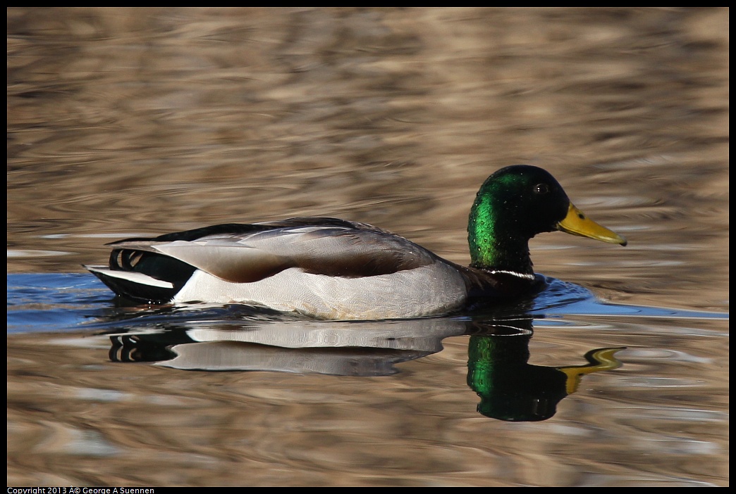 0226-083955-04.jpg - Mallard