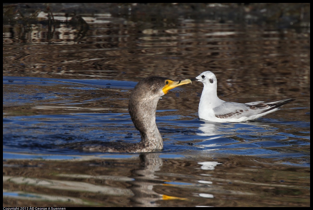 0226-084015-03.jpg - Double-crested Cormorant and Bonaparte's Gull