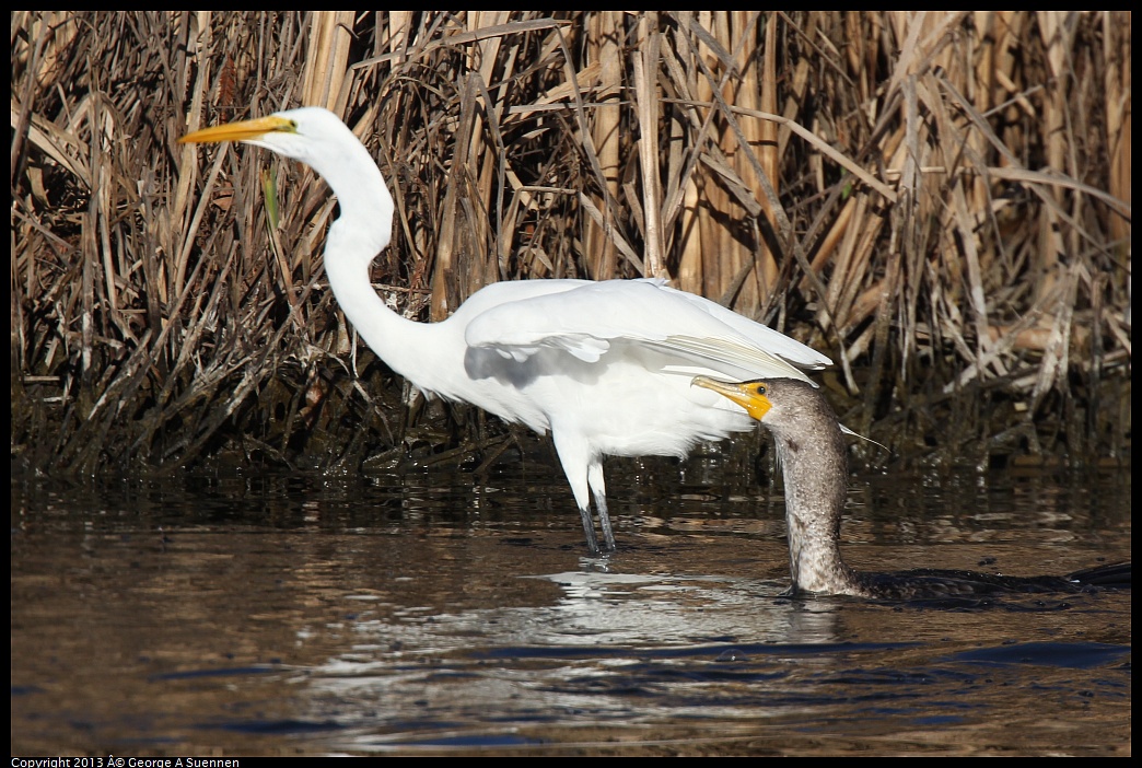 0226-084044-03.jpg - Great Egret and Cormorant