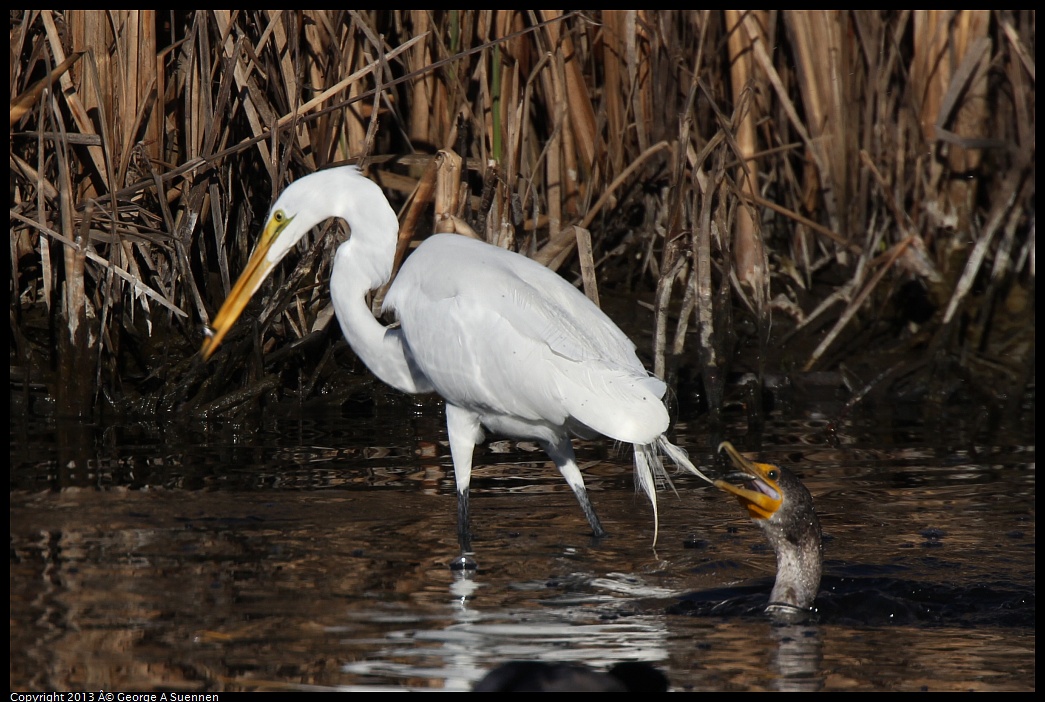 0226-084048-03.jpg - Great Egret and Cormorant