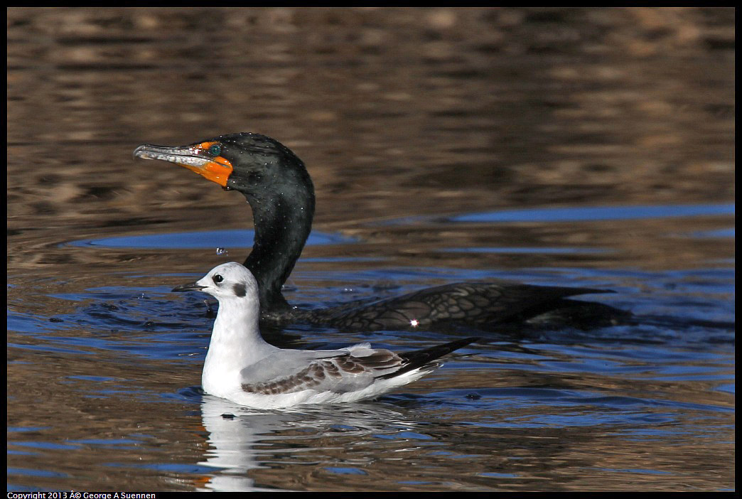 0226-084314-01.jpg - Double-crested Cormorant and Bonaparte's Gull