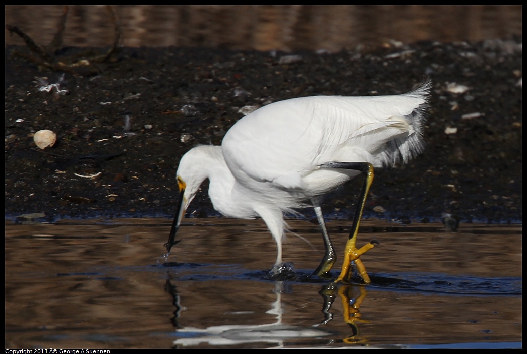 0226-084400-02.jpg - Snowy Egret