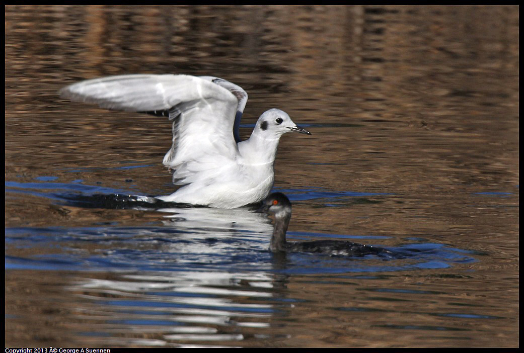 0226-084429-01.jpg - Bonaparte's Gull and Eared Grebe