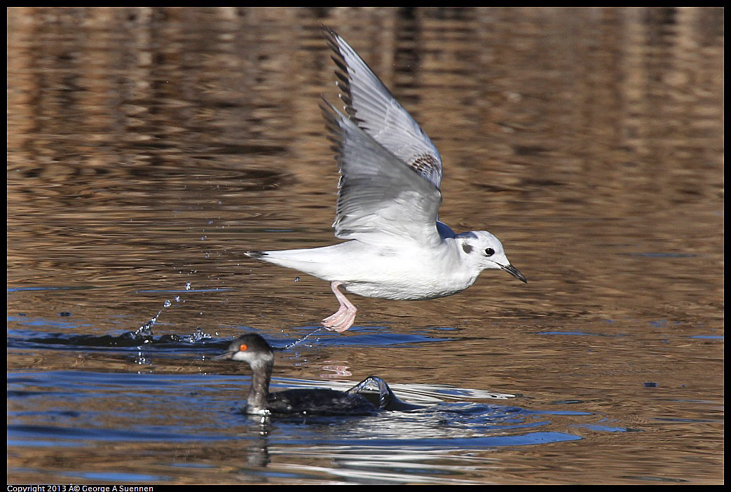 0226-084429-02.jpg - Bonaparte's Gull and Eared Grebe