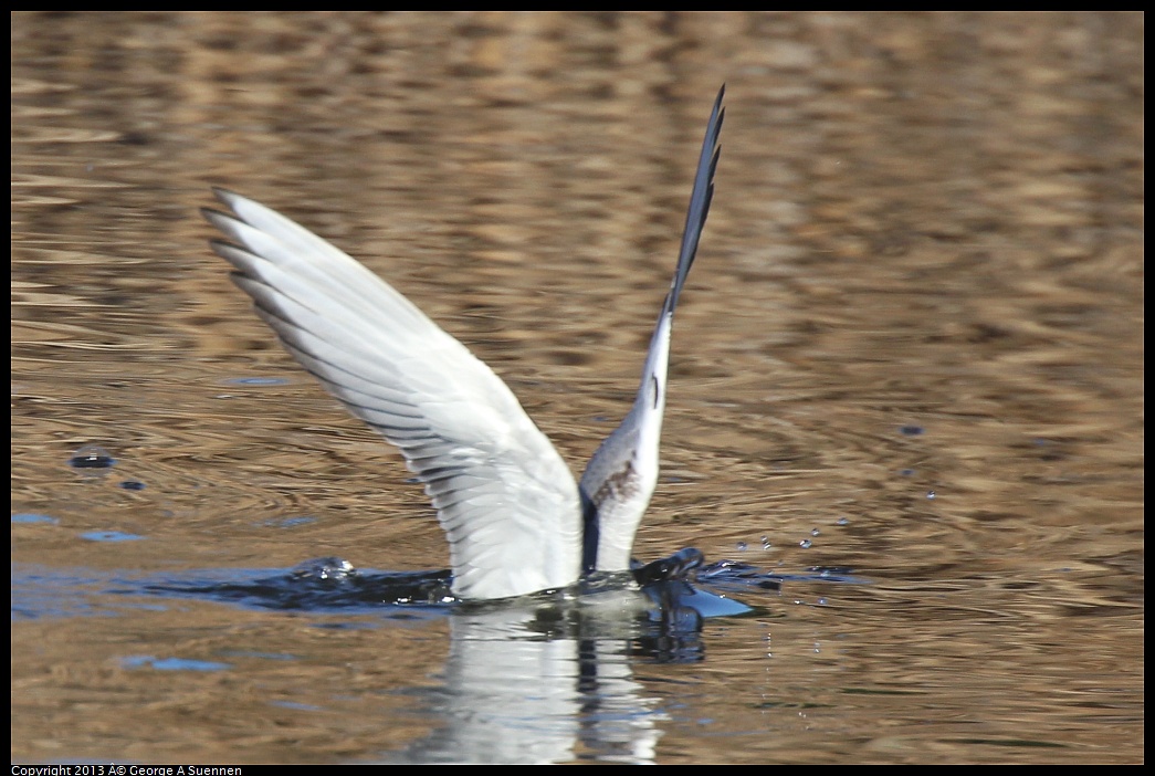 0226-084432-03.jpg - Bonaparte's Gull