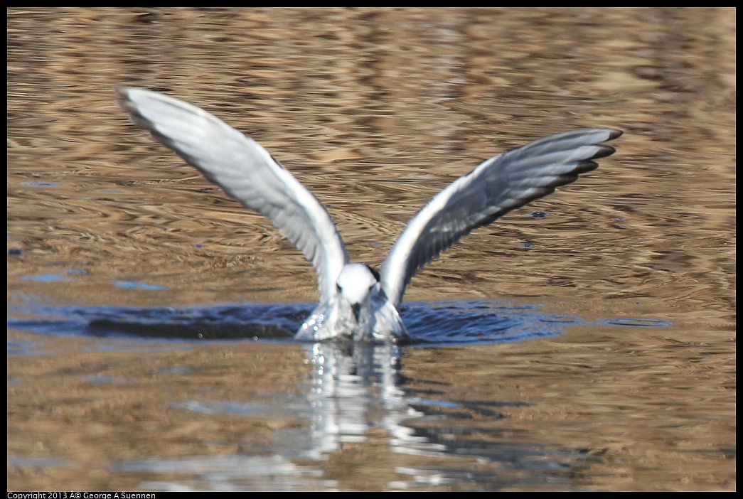 0226-084432-04.jpg - Bonaparte's Gull