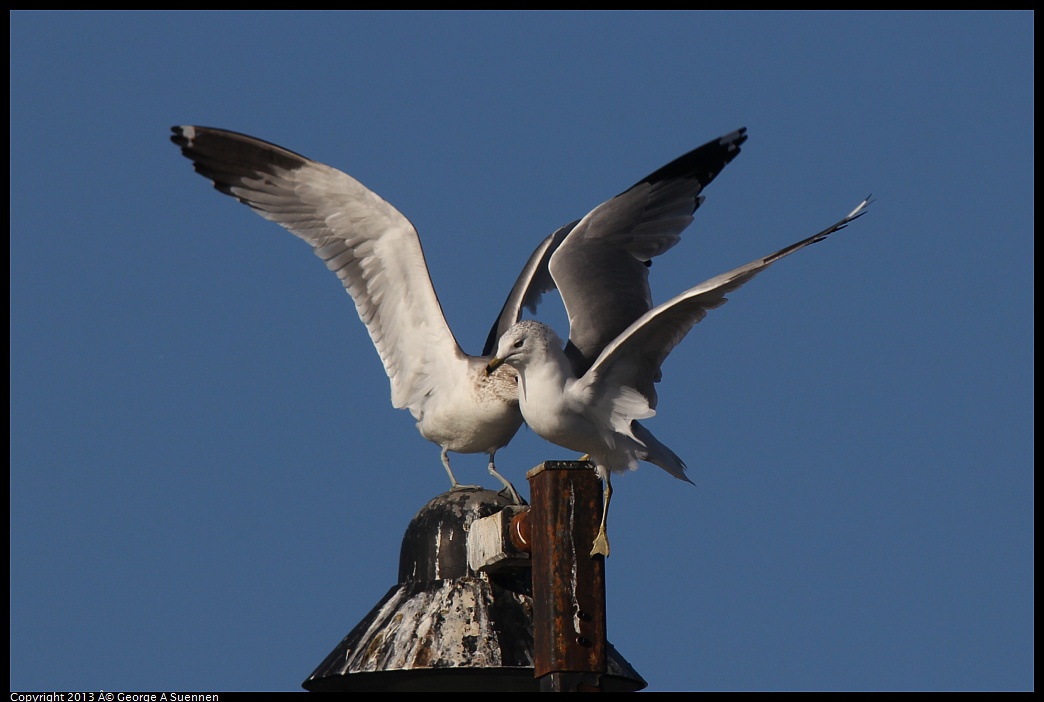 0226-084616-02.jpg - Ringed-bill and California Gull