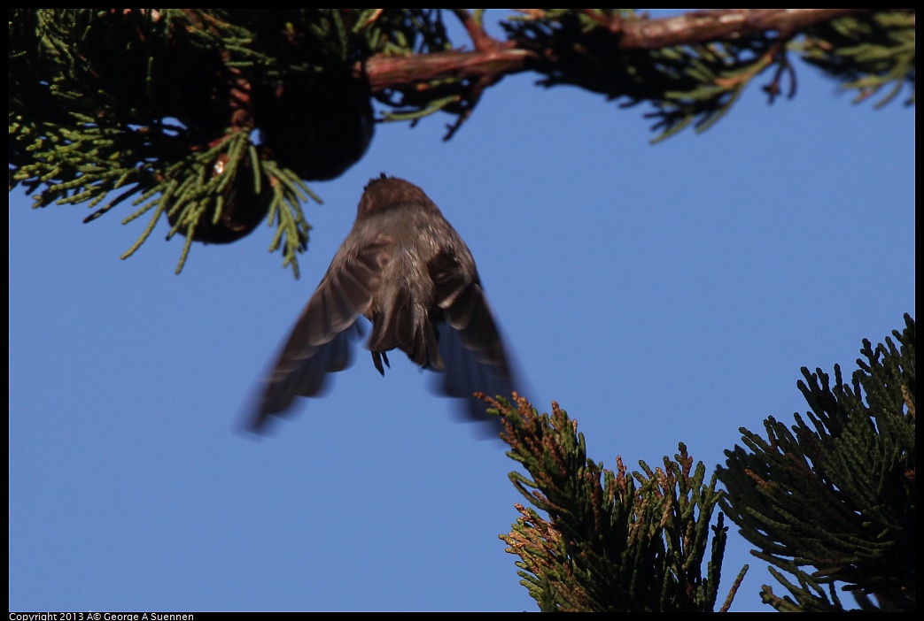 0226-085037-01.jpg - Bushtit