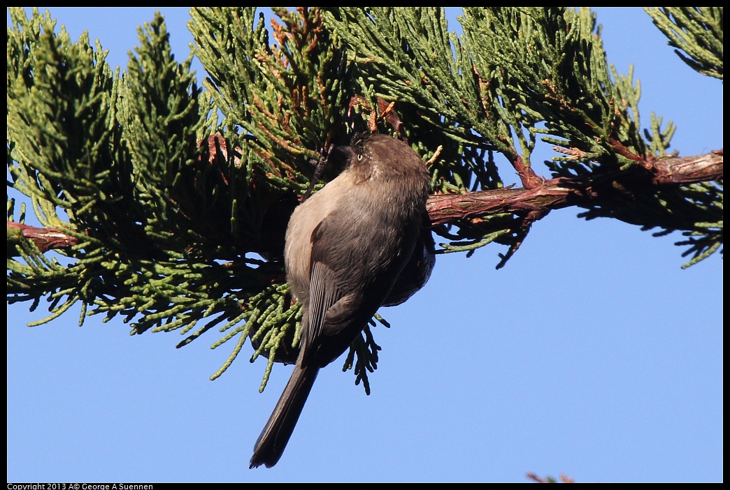 0226-085039-01.jpg - Bushtit