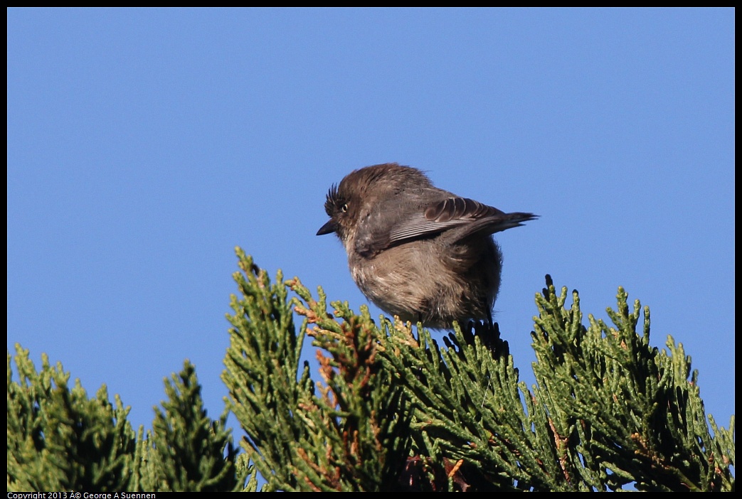 0226-085042-01.jpg - Bushtit