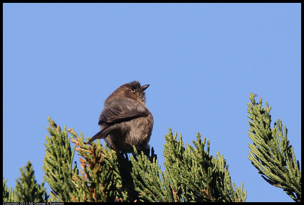 0226-085044-02.jpg - Bushtit