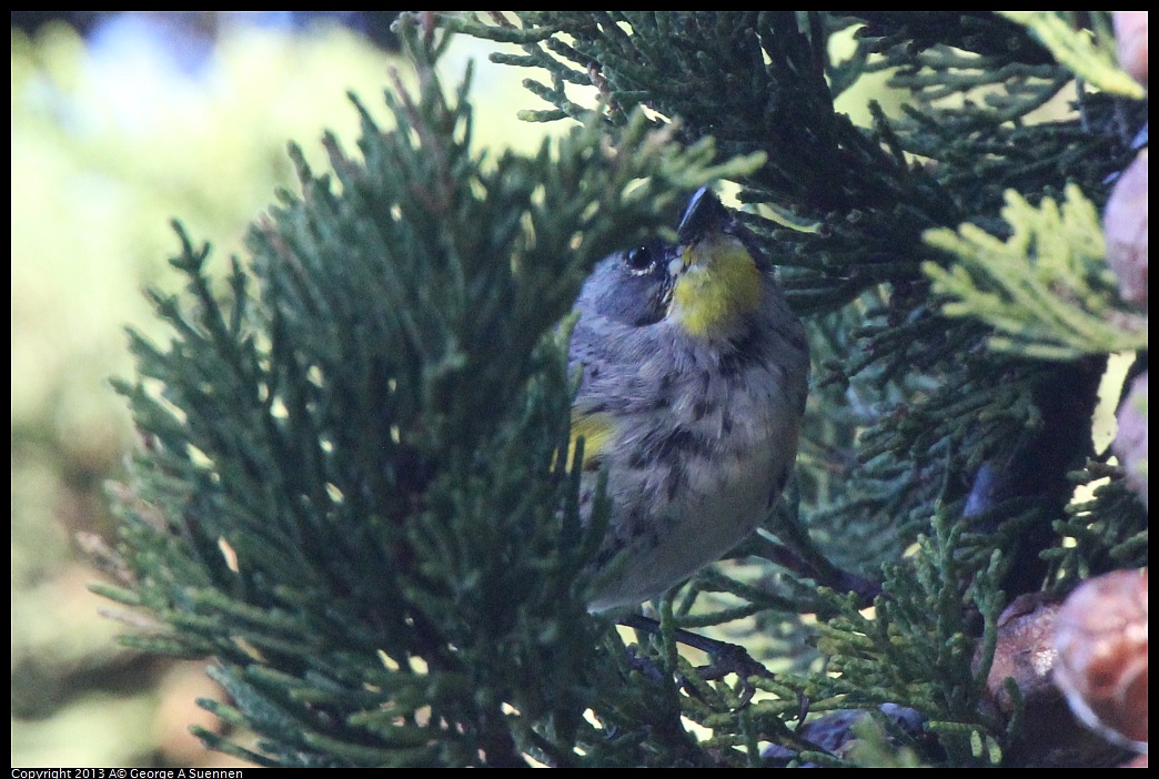 0226-085050-01.jpg - Yellow-rumped Warbler