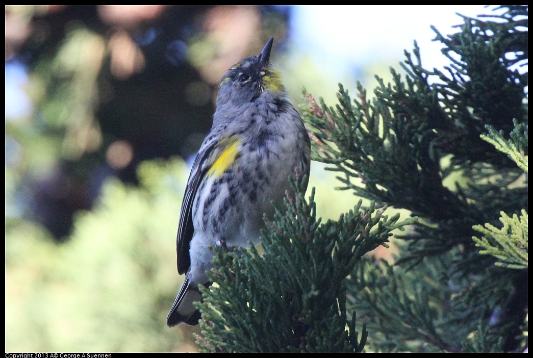 0226-085052-02.jpg - Yellow-rumped Warbler