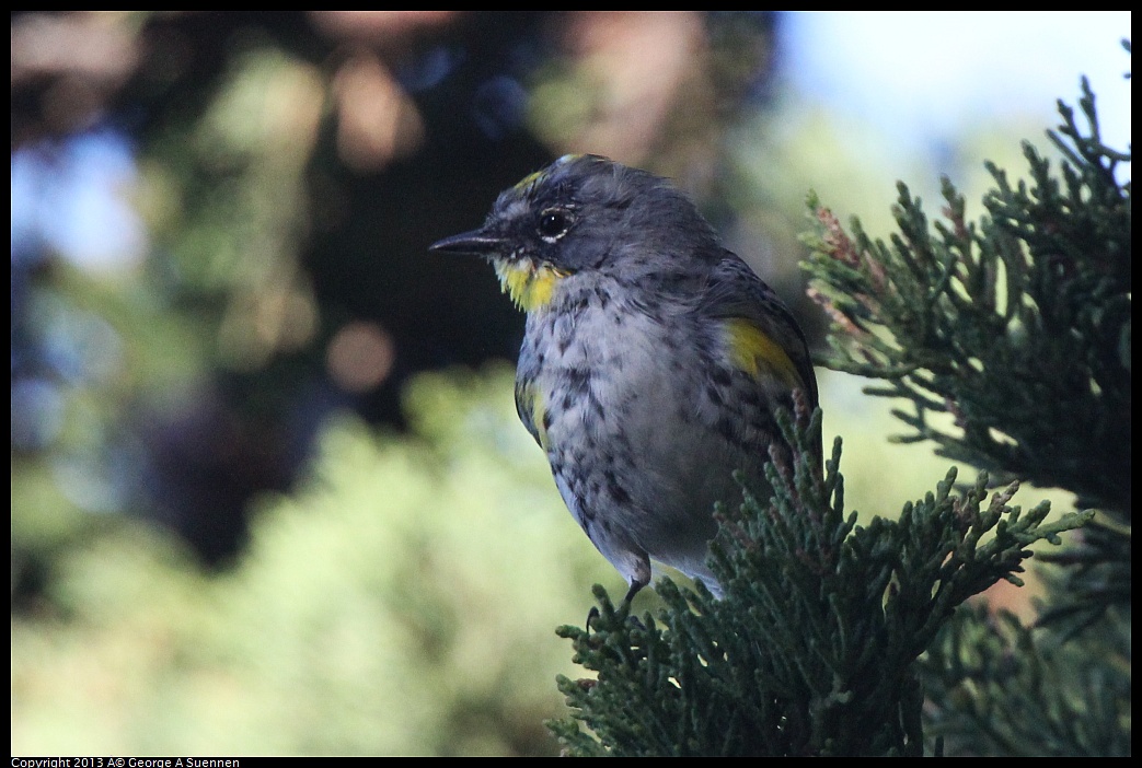 0226-085053-03.jpg - Yellow-rumped Warbler