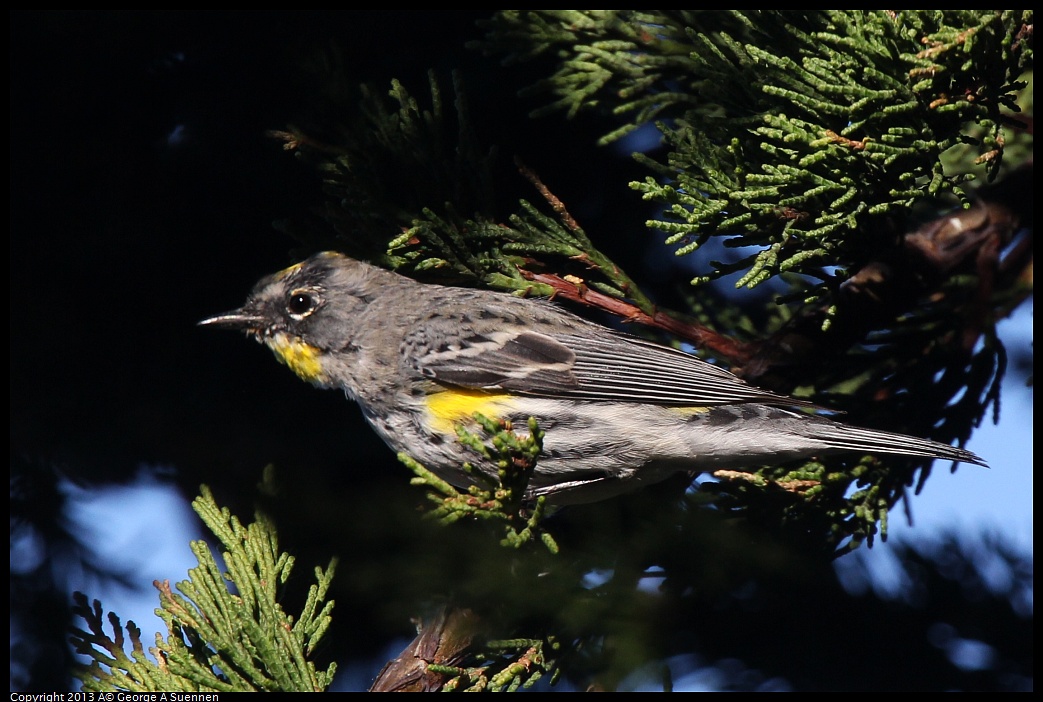 0226-085144-04.jpg - Yellow-rumped Warbler