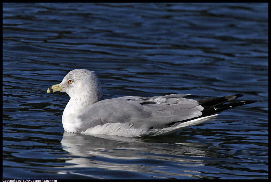 0226-085158-01.jpg - Ringed-bill Gull