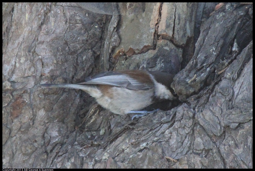 0226-085310-04.jpg - Chestnut-backed Chickadee