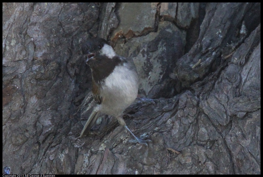 0226-085316-03.jpg - Chestnut-backed Chickadee