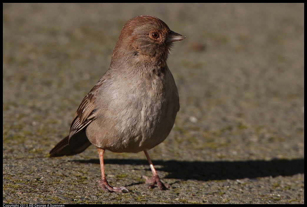 0226-085609-03.jpg - California Towhee