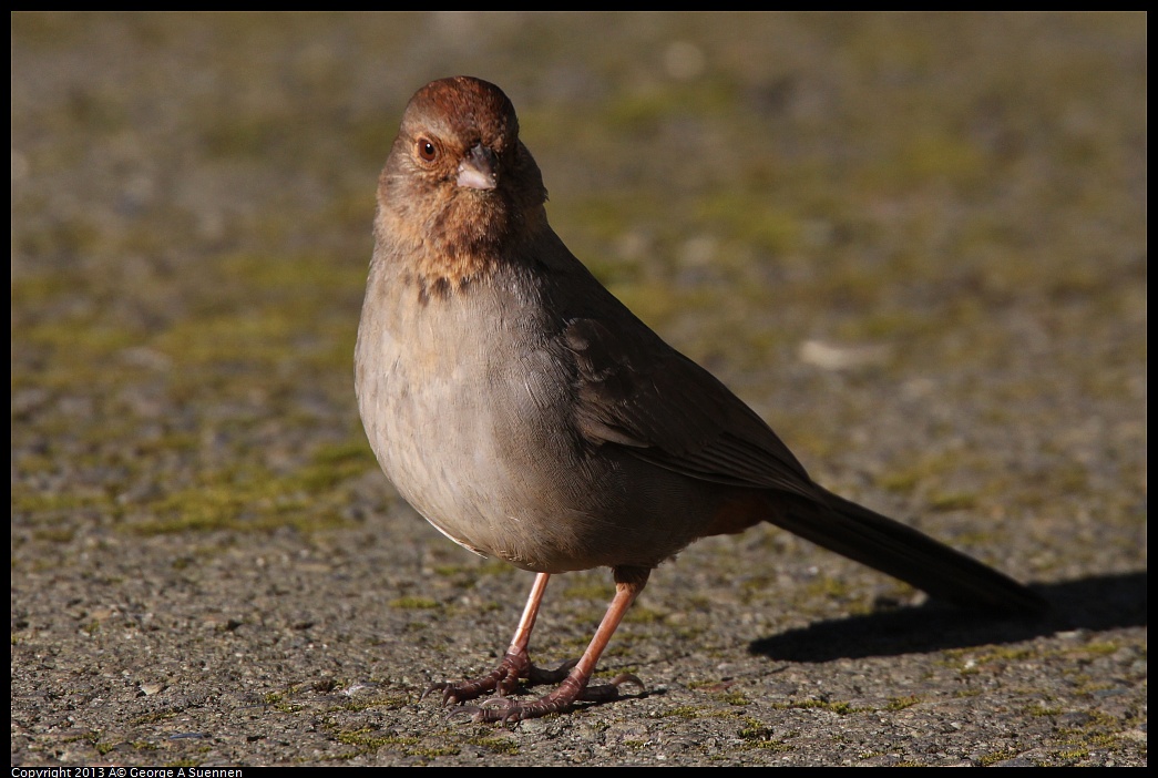 0226-085618-02.jpg - California Towhee