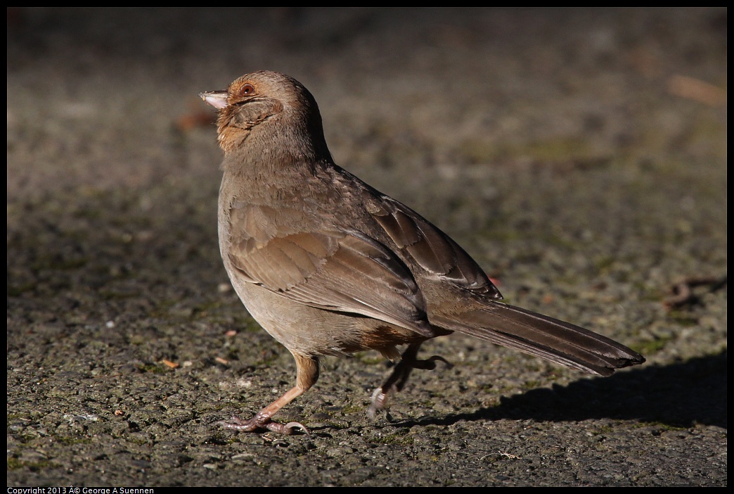 0226-085626-02.jpg - California Towhee