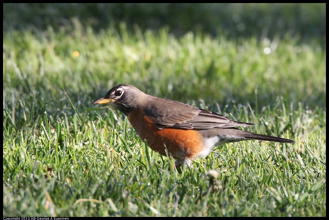 0226-085719-04.jpg - American Robin