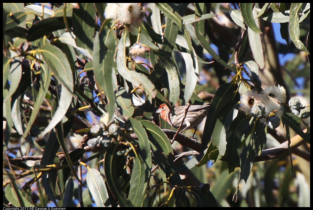 0226-085844-02.jpg - House Finch