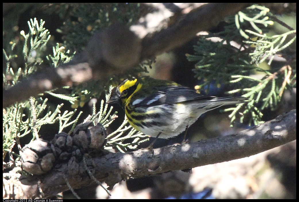 0226-090820-02.jpg - Townsend's Warbler