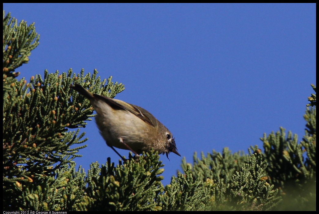 0226-090909-02.jpg - Ruby-crowned Kinglet