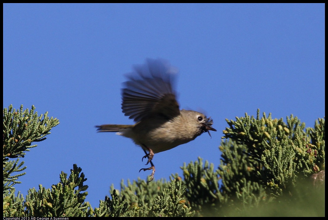 0226-090919-01.jpg - Ruby-crowned Kinglet