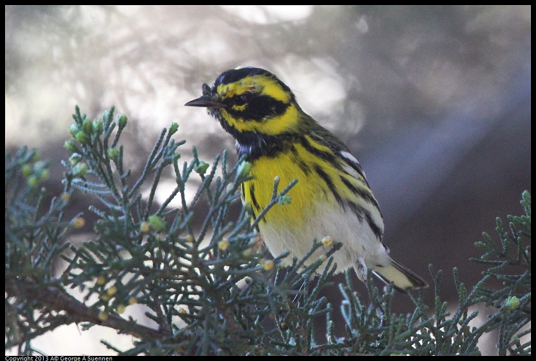 0226-091241-04.jpg - Townsend's Warbler