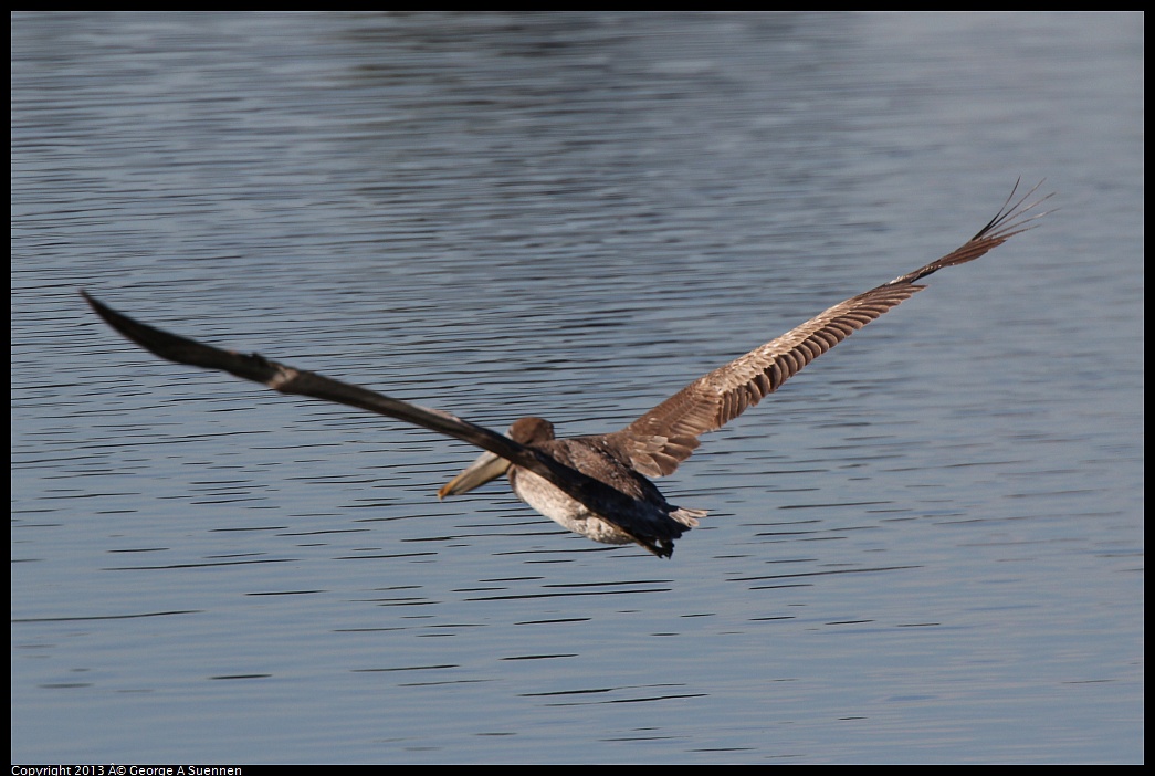 0226-091533-01.jpg - Brown Pelican