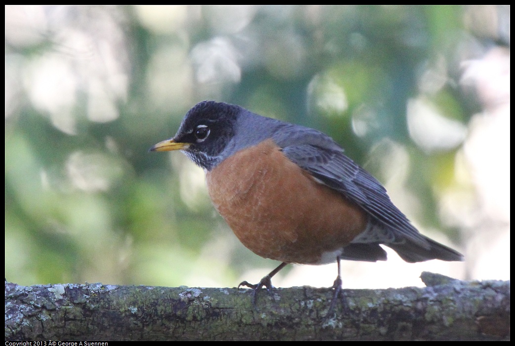 0226-091808-02.jpg - American Robin