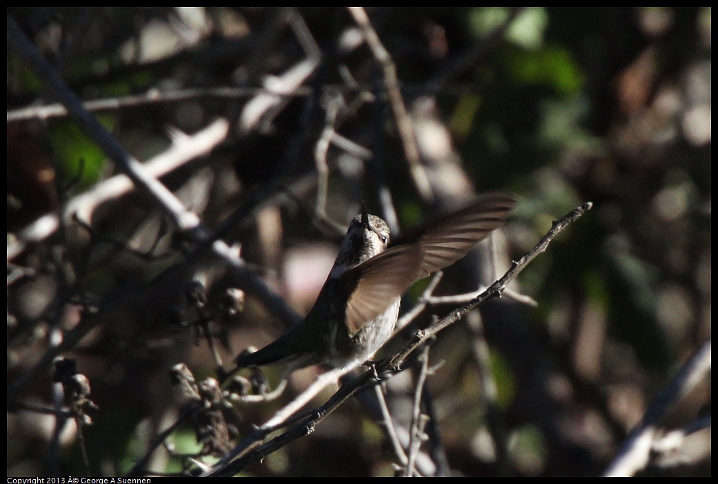 0226-092334-01.jpg - Anna's Hummingbird