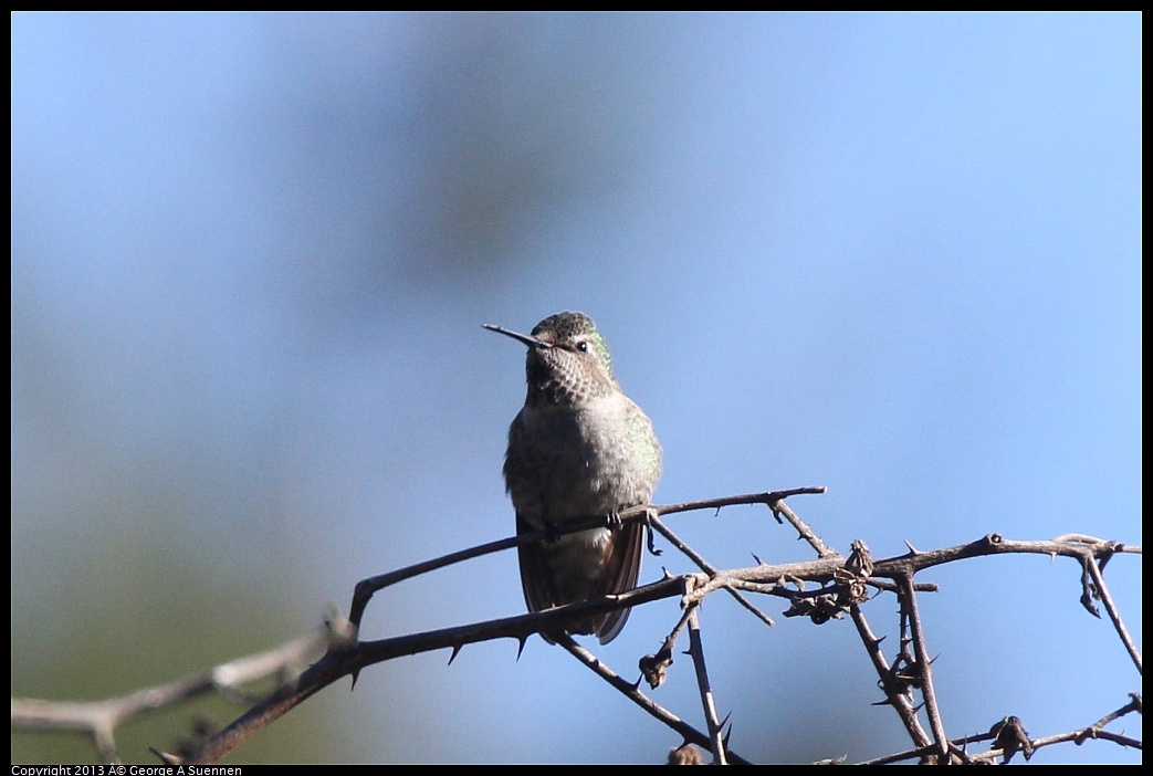 0226-092713-03.jpg - Anna's Hummingbird