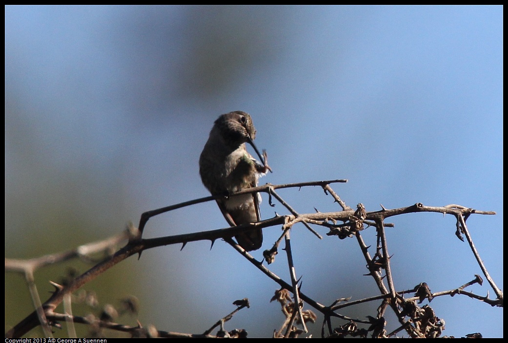 0226-092729-01.jpg - Anna's Hummingbird