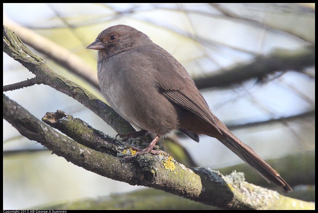 0226-093636-01.jpg - California Towhee