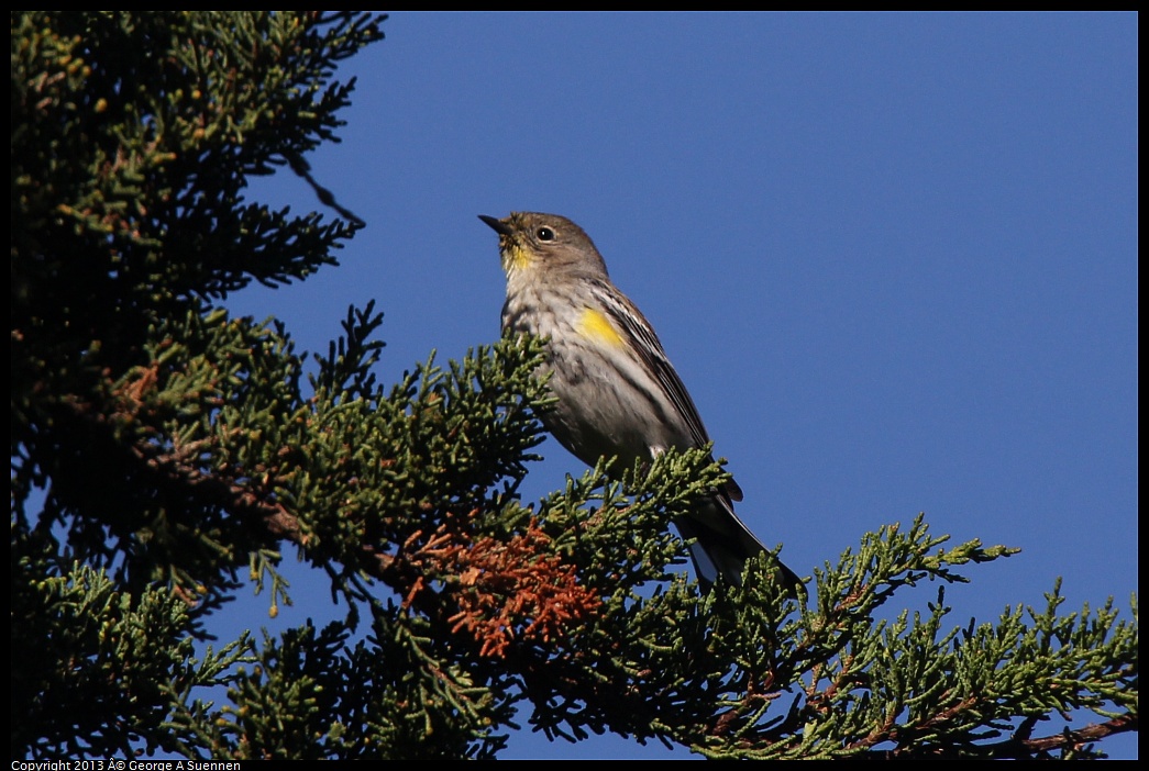 0226-094403-03.jpg - Yellow-rumped Warbler