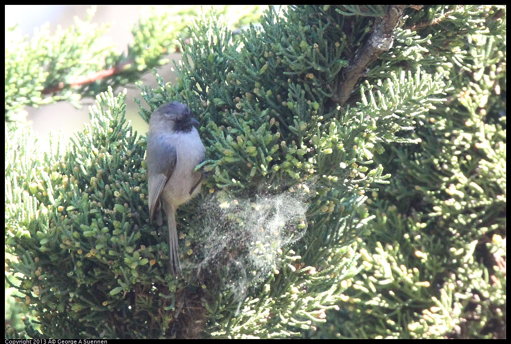 0226-094522-01.jpg - Bushtit