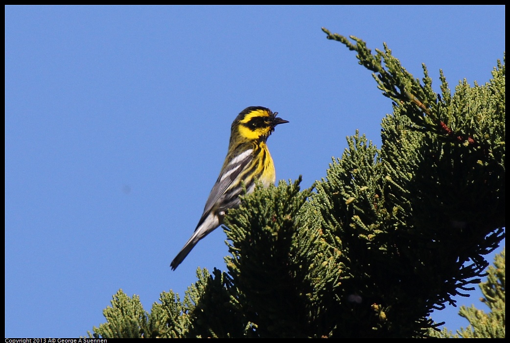 0226-095015-03.jpg - Townsend's Warbler